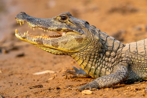Caiman (Caimaninae), Crocodile (Alligatoridae), crocodile (Crocodylia), animal portrait, Pantanal,