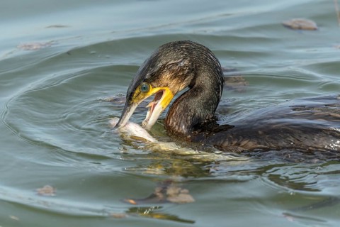 A large eel struggles to escape from a great cormorant (Phalacrocorax carbo)