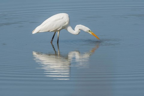 Great egret (Ardea alba) searching for fish. Bas Rhin, Alsace, France, Europe