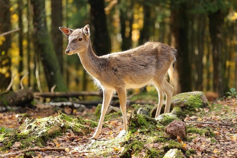 Small deer standing in a clearing in the sun