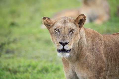Young lioness, Tanzania, Safari, Mikumi National Park, Africa