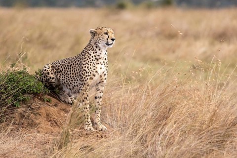 Side view of a cheetah sitting and looking for prey