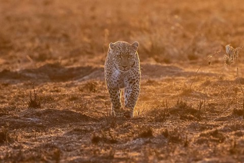 A leopard runs head-on towards the photographer at sunrise