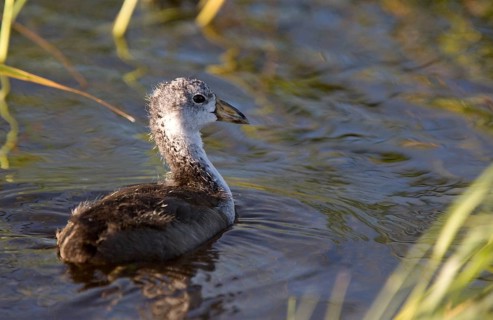 Coot Waterhen Babies in pond in Saskatchewan Canada