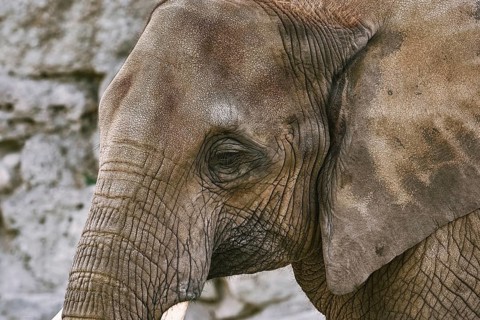 Close-up Portrait of Asiatic Elephant (Elephas Maximus) Vienna, Austria, Europe