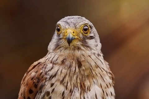 Portrait of Common Kestrel (Falco Tinnunculus) Obermaiselstein, Germany, Europe
