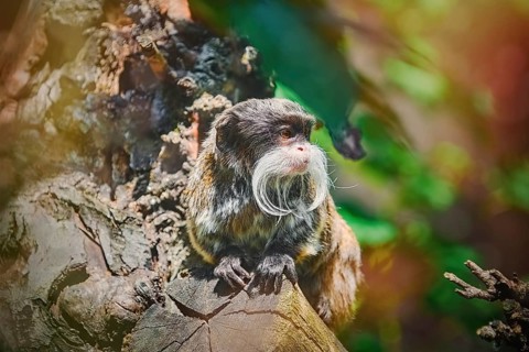 Emperor Tamarin (Saguinus Imperator) on the Log Nyiregyhaza, Hungary, Europe