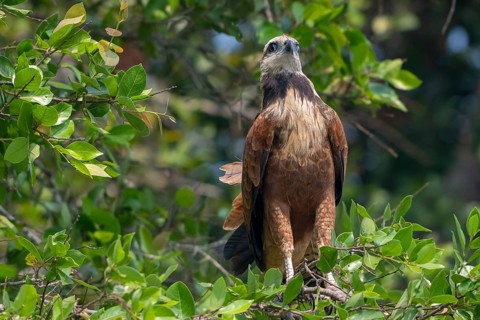 Fish Buzzard (Busarellus nigricollis), Pantanal, inland, wetland, UNESCO Biosphere Reserve, World