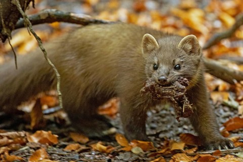 Pine marten with food in mouth standing in front of branch and coloured autumn leaves looking from