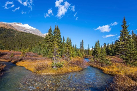 The blue sky is reflected in the water. Picturesque puddles around Bow Lake. Alberta. Cold sunny