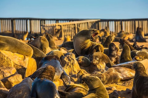 Wooden walkways for tourists. Reserve fur seals in Namibia, Cape Cross colony