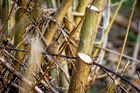 Small bird on cut branches surrounded by tree trunks in a natural environment, the wren