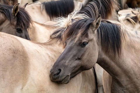 The Dülmen horses live wild near Dülmen, in the Merfelder Bruch nature reserve in North