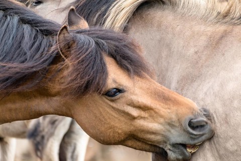 The Dülmen horses live wild near Dülmen, in the Merfelder Bruch nature reserve in North