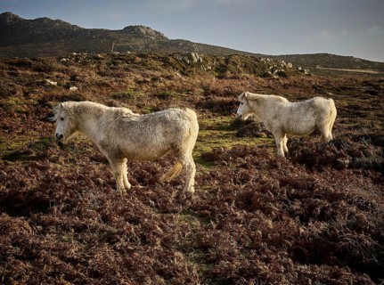 Wild horses can be seen throughout the seasons near to the Carn Llidi peak