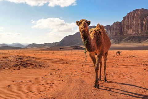Two camels, large animal in foreground, walking on orange red sand of Wadi Rum desert, mountains
