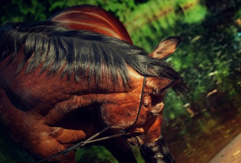 Beautiful horse before the lake