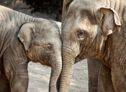 Young Asian elephants (Elephas maximus)
