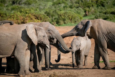 Playful elephants seen in the wild. Addo, Eastern Cape, South Africa, Africa
