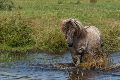 Konik cools down in the water