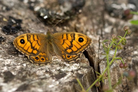 Wall fox (Lasiommata megera)