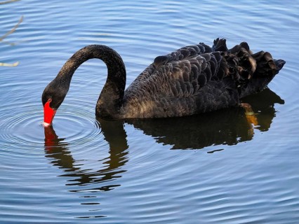 Swimming Black Swan (Cygnus atratus), Black Swan, North Rhine-Westphalia, Germany, Europe