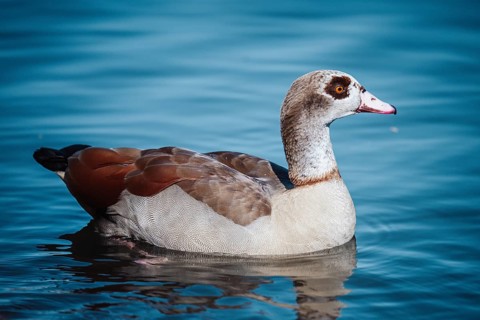 Duck (anatis) Offenbach am Main, Germany, Europe