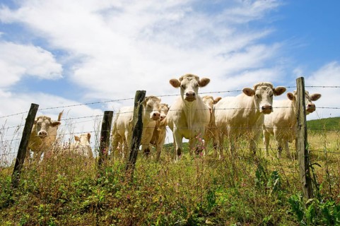 Herd of white Charolais cows in France