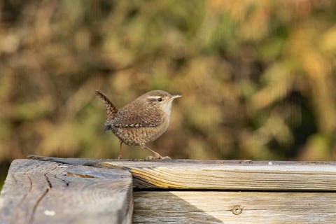 Wren sitting on wooden beam looking right