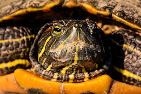 Photo Picture of Red Eared Terrapin Trachemys Scripta Elegans Tortoise
