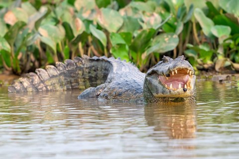 Spectacled caiman (Caiman crocodilus yacara), Crocodile (Alligatoridae), crocodile (Crocodylia),