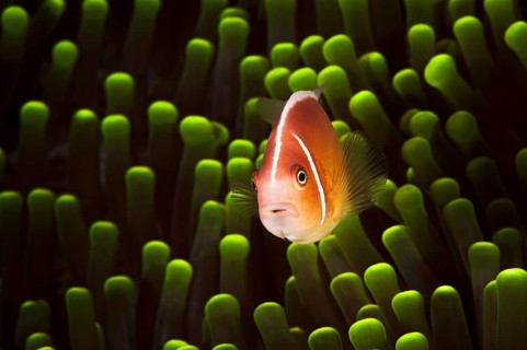 A picture of a beautiful anemone and it's Clown fish
