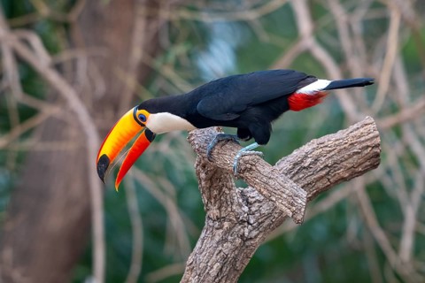 Giant toucan (Ramphastos toco), Pantanal, inland, wetland, UNESCO Biosphere Reserve, World Heritage