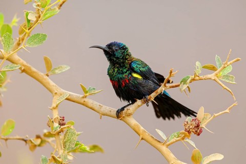 Glossy Sunbird, (Nectarinia habessinica), perching station, Middle East, Oman, Ayn Tobroq and Ayn