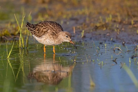 Ruff, Philomachus pugnax, Combattant varié, Chevalier combattant, Combatiente Lesbos, Greece,