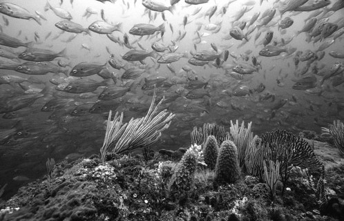 Coral reef, South Africa, Port Elizabeth, Ibhayi, Madiba Bay, Indian Ocean, Africa