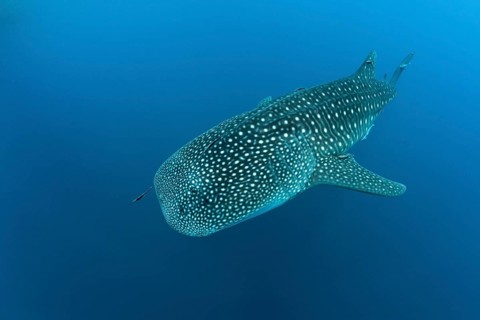 Whale shark, Rhincodon typus, Richelieu Rock, Andman Sea, Thailand, Asia