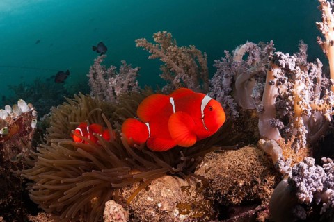 Anemonefish at the Lockheed P-38 Lightning Fighter aircraft wreck, Marovo Lagoon, Solomon Islands,