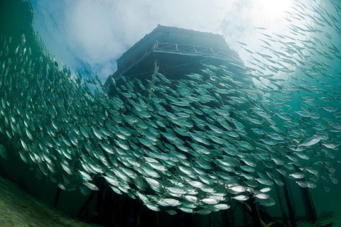 Shoal of yellow-striped herring mackerel in the lagoon of Ahe Island, Selaroides leptolepis,
