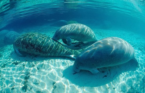 Round-tailed manatee, Trichechus manatus latirostris, USA, Florida, FL, Crystal River, North