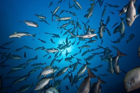 Shoal of bluegill, Kyphosus analogus, San Benedicto, Revillagigedo Islands, Mexico, Central America