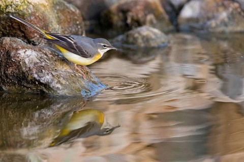 Grey wagtail, (Motacilla cinerea), biotope, animals, birds, songbird species, family of wagtails