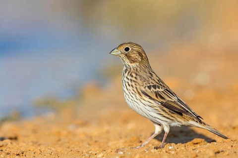 Corn bunting, (Emberiza calandra), bunting, animals, birds, bunting family, Celias Waterhole, Ezuz,