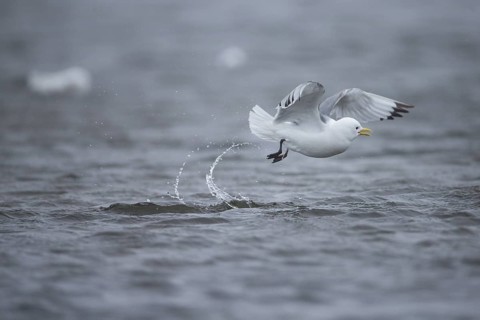 Black-legged kittiwake (Rissa tridactyla)