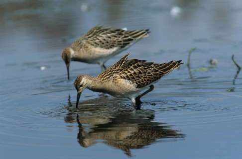 Ruff, winter plumage (Philomachus pugnax)