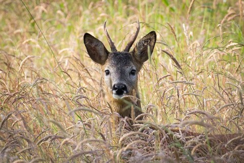 Roebuck (Capreolus capreolus)