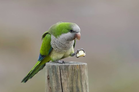 Monk parakeet, snacking (Myiopsitta monachus)