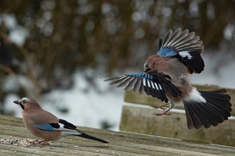 Eurasian jay (Garrulus glandarius)