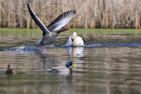Mute swan and grey goose (Anser anser, Cygnos olor)