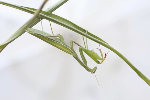 Praying mantis (mantis religiosa)